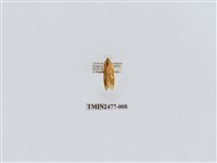 藏品(紅斑美苔蛾)的圖片